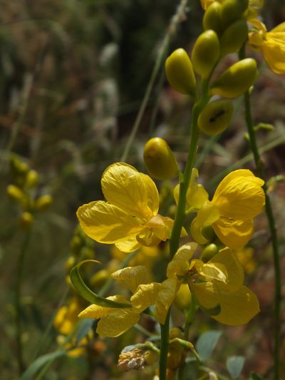Senna alexandrina, photographed by Siddarth Machado