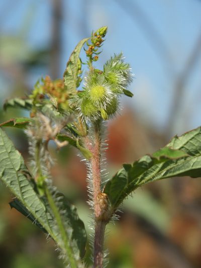Tragia plukenetii, photographed by Siddarth Machado