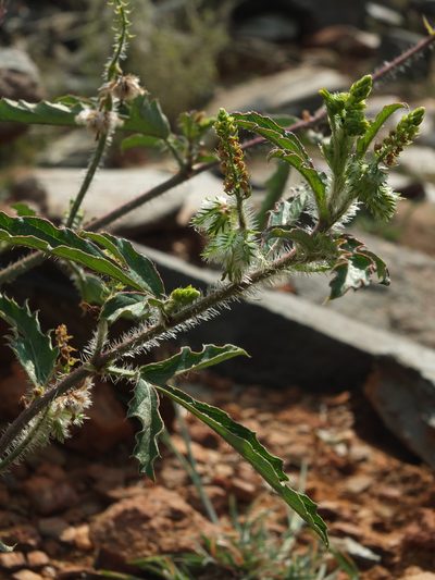 Tragia plukenetii, photographed by Siddarth Machado