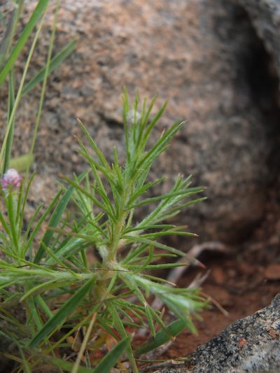 Trichuriella monsoniae, photographed by Siddarth Machado