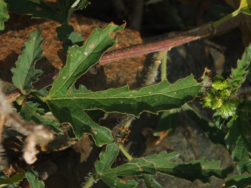 Tragia plukenetii, photographed by Siddarth Machado