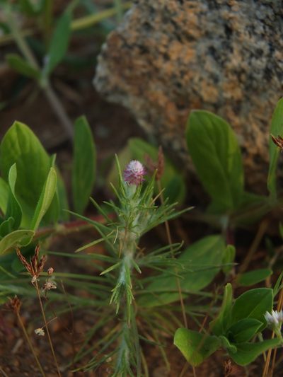 Trichuriella monsoniae, photographed by Siddarth Machado