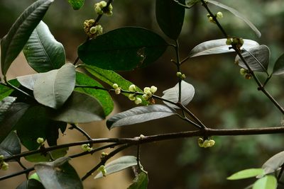 Garcinia talbotii, photographed by S.MORE