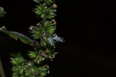 Pogostemon purpurascens, photographed by S.MORE