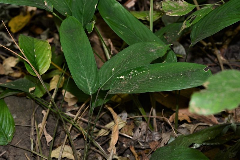 Stachyphrynium spicatum, photographed by S.MORE
