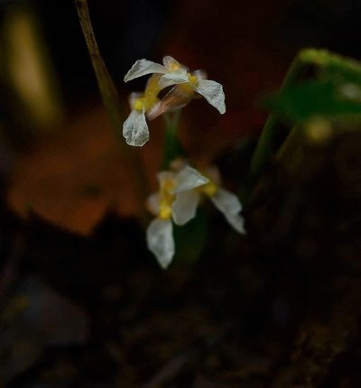 Stachyphrynium spicatum, photographed by S.MORE