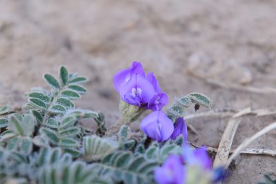 Gueldenstaedtia verna, photographed by Yi CHEN