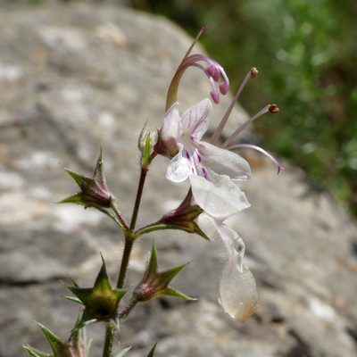 Teucrium pseudochamaepitys, photographed by Katja Schulz