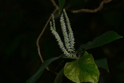 Colebrookea oppositifolia, photographed by S.MORE