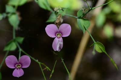 Canscora diffusa, photographed by S.MORE