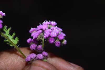 Cyathocline purpurea, photographed by S.MORE
