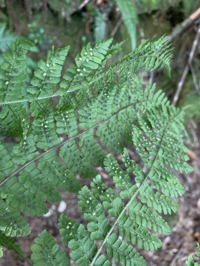 Dryopteris peranema, photographed by 呂一起(Lyu yi-chi)
