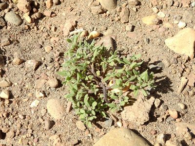 Heliotropium paronychioides, photographed by Guillermo Debandi