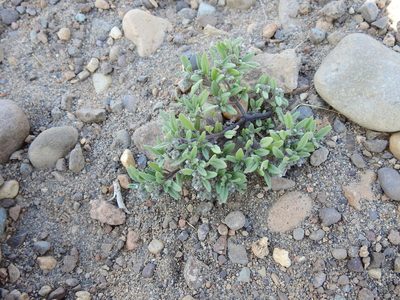 Heliotropium paronychioides, photographed by Guillermo Debandi