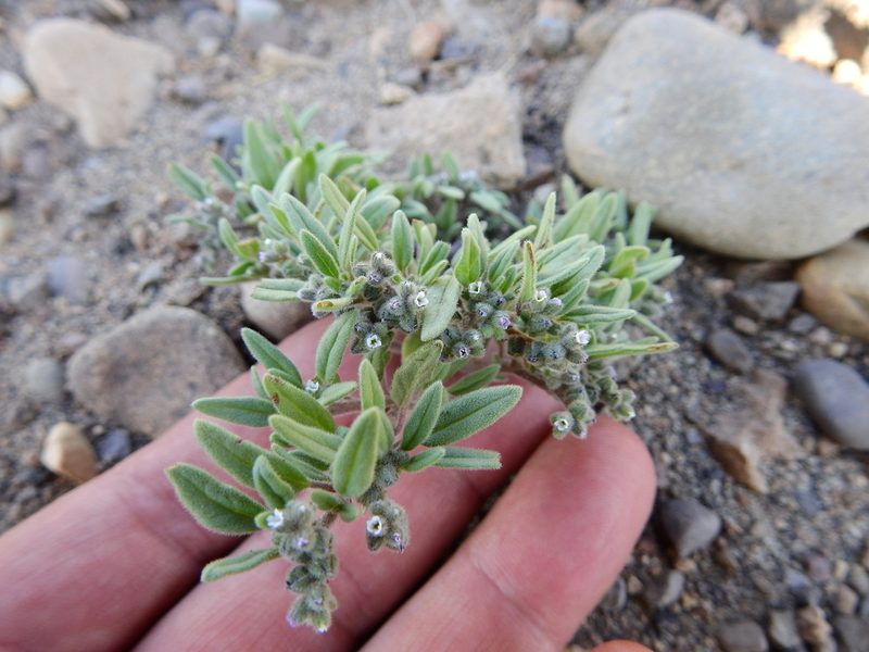 Heliotropium paronychioides, photographed by Guillermo Debandi