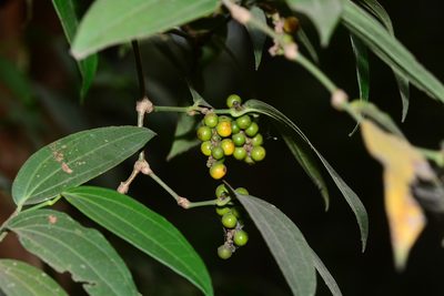 Piper nigrum, photographed by S.MORE