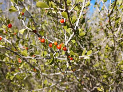 Schaefferia cuneifolia, photographed by Cleveland Powell