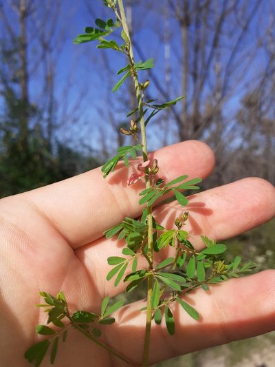 Indigofera stricta, photographed by Brian du Preez
