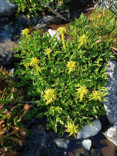 Psychrophila introloba, photographed by Nina Kerr