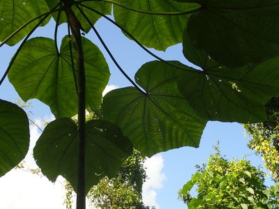 Ochroma pyramidale, photographed by Daniel Cahen