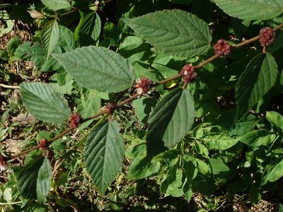 Melochia nodiflora, photographed by Daniel Cahen