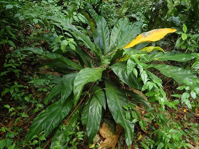 Anthurium crenatum, photographed by Daniel Cahen