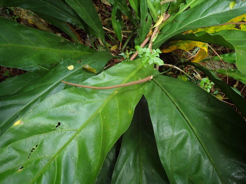 Anthurium crenatum, photographed by Daniel Cahen