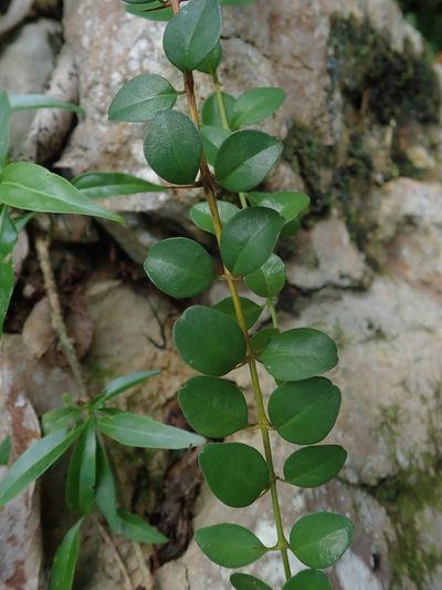 Oplonia spinosa, photographed by Daniel Cahen