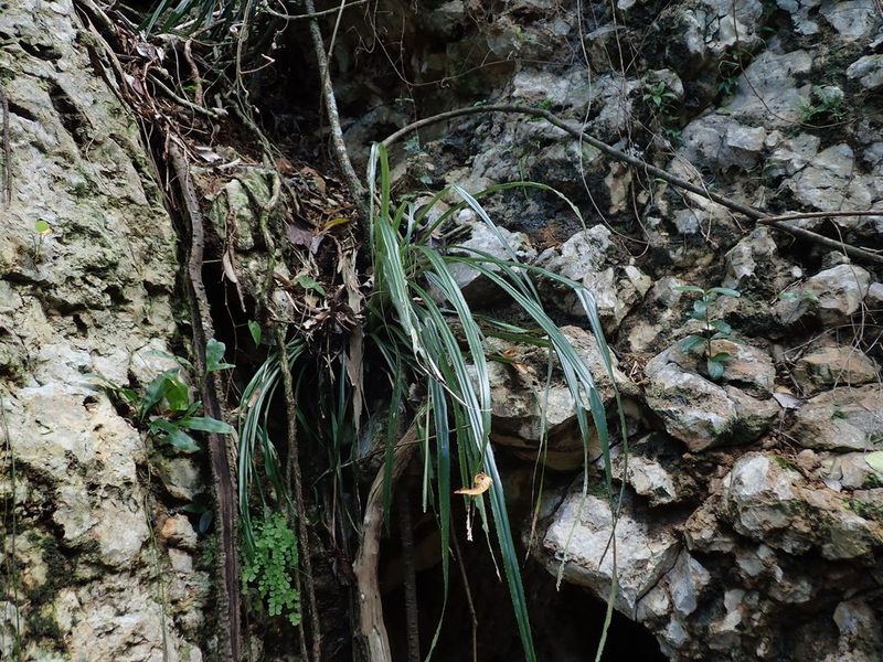 Pitcairnia angustifolia, photographed by Daniel Cahen