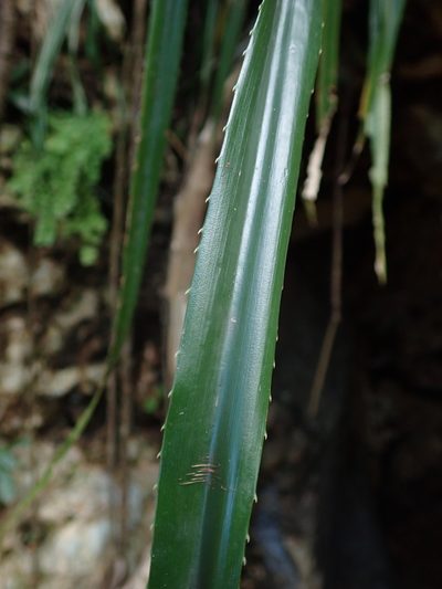 Pitcairnia angustifolia, photographed by Daniel Cahen