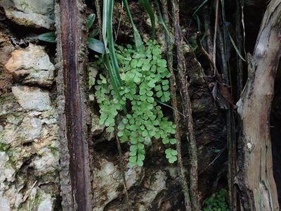 Adiantum fragile, photographed by Daniel Cahen