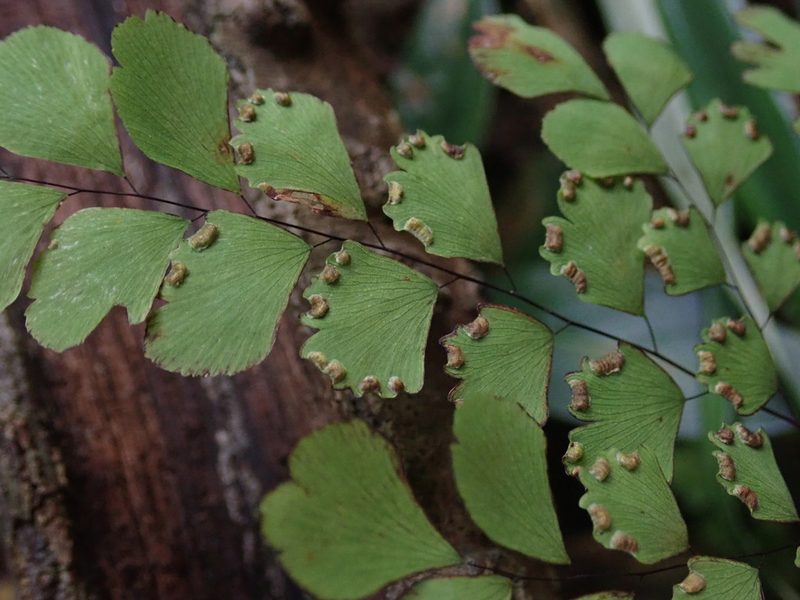 Adiantum fragile, photographed by Daniel Cahen