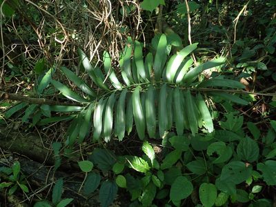 Zamia erosa, photographed by Daniel Cahen