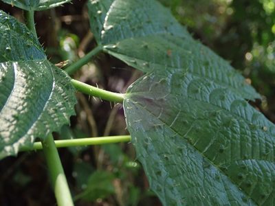 Urera baccifera, photographed by Daniel Cahen