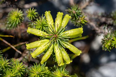 Erica viscaria, photographed by magriet b