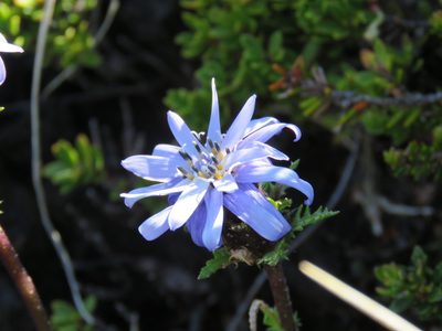Perezia pedicularidifolia, photographed by Nicolas Olejnik