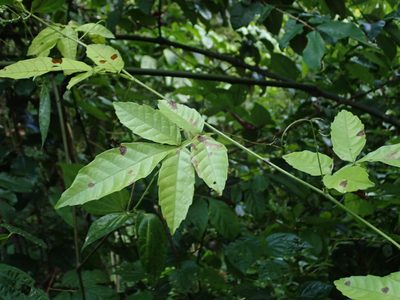 Paullinia pinnata, photographed by Daniel Cahen