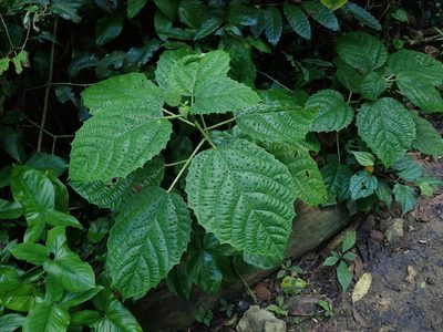 Urera baccifera, photographed by Daniel Cahen