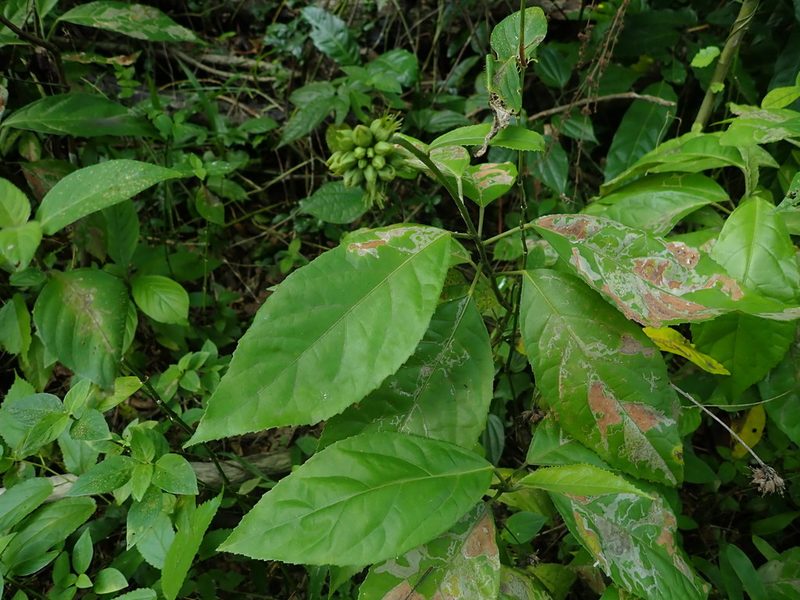 Pavonia fruticosa, photographed by Daniel Cahen