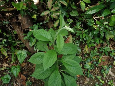 Heliotropium verdcourtii, photographed by Daniel Cahen
