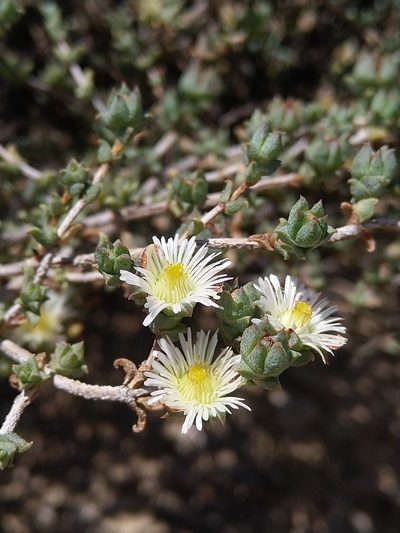 Erepsia hallii, photographed by Jacques van der Merwe
