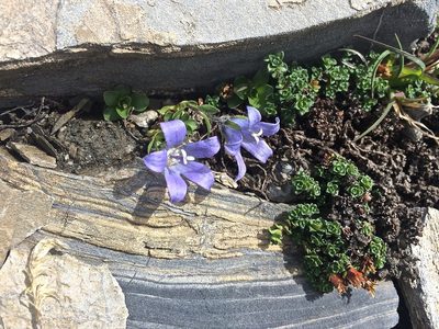Campanula cenisia, photographed by Karsten Rohweder