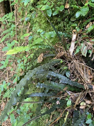 Austroblechnum patersonii, photographed by 呂一起(Lyu yi-chi)