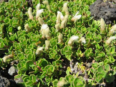 Baccharis magellanica, photographed by Nicolas Olejnik