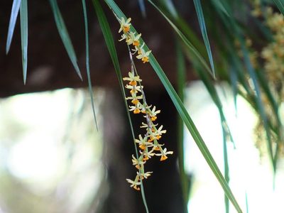 Earina aestivalis, photographed by Jacqui Geux