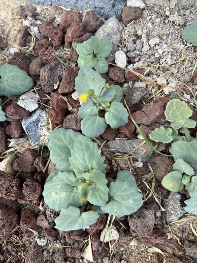 Senecio flavus, photographed by Peter Gabler