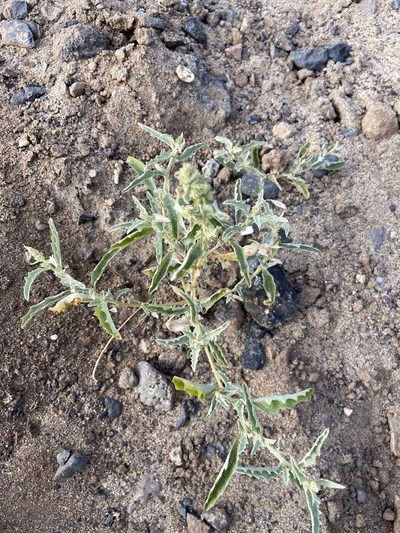 Atriplex semilunaris, photographed by Peter Gabler