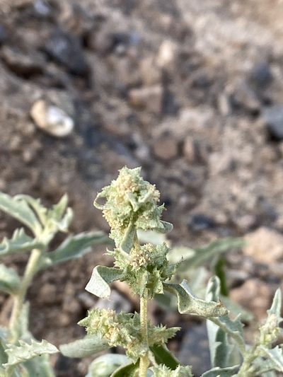Atriplex semilunaris, photographed by Peter Gabler