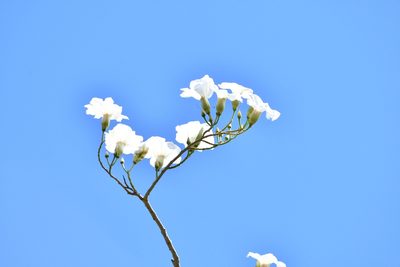 Ipomoea wolcottiana, photographed by adel-fridus