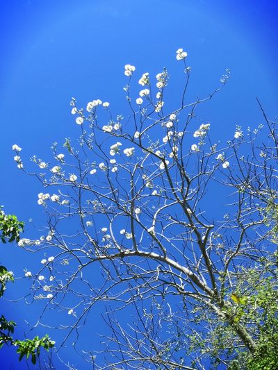 Ipomoea wolcottiana, photographed by adel-fridus